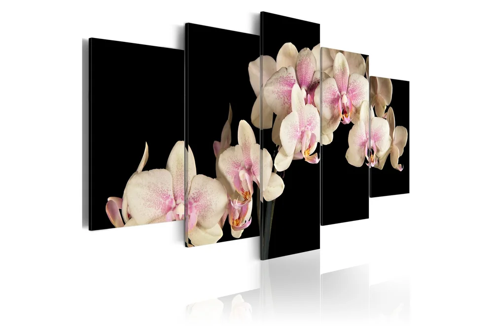 Bilde An Orchid On A Contrasting Background 200×100 v:6876257 Bilde An Orchid On A Contrasting Background 200×100 v:6876257